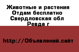 Животные и растения Отдам бесплатно. Свердловская обл.,Ревда г.